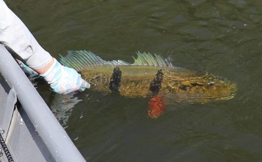 Peacock bass du rio Mataven, Colombie.