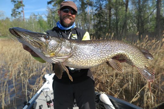 Le big pike suédois