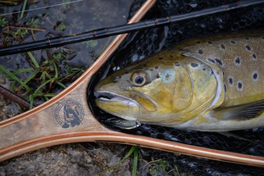 Une superbe truite capturée à l'aide d'une Illex Native Spoon avec ardillon écrasé