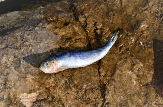 La sardine, un appât a forts effluves