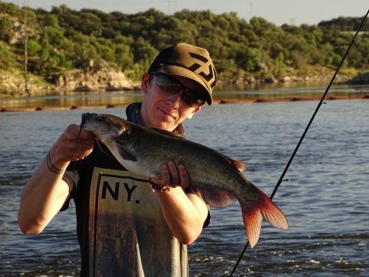 Un poisson taillé pour le combat