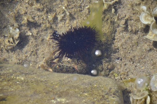 Un crabe en maraude