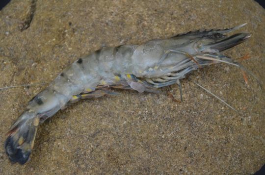 Les gambas sont des grosses crevettes exotiques