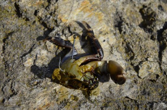 Moitié de crabe