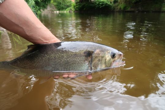 La grande alose est un poisson combatif et puissant