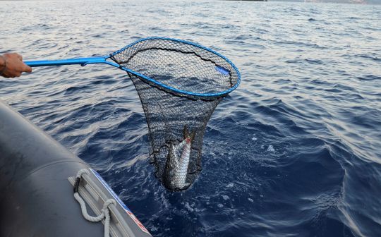 Alu Bateau Easy