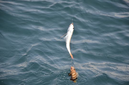 Un poisson qui peut se prendre par hasard