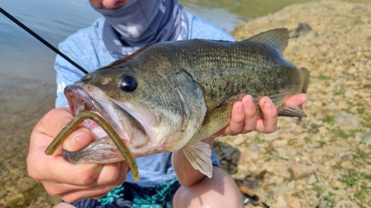 Petit worm, gros poisson !