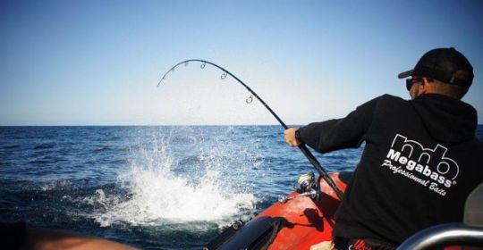 Des poissons surpuissants