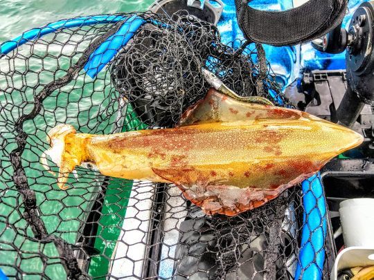 Sur les calamars aussi