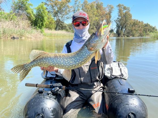 Un joli brochet au chatterbait