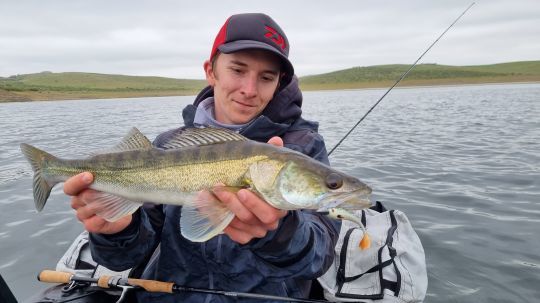 Un sandre des grands lacs