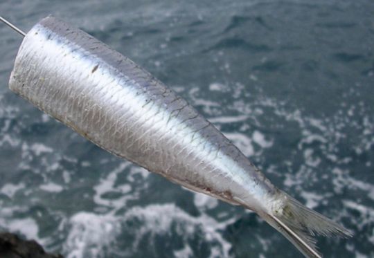 La sardine, un appât de premier choix