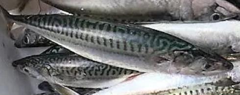 Tous les poissons gras sont excellents pour pêcher
