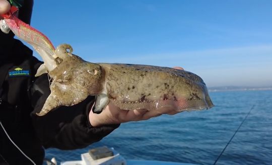 La seiche, un excellent appât 