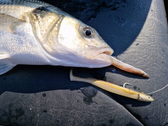 Lorsque les lançons sont sur zone, aucun doute possible sur le choix du leurre. Le Crazy Paddle Tail de FIIISH est l'arme à sortir.