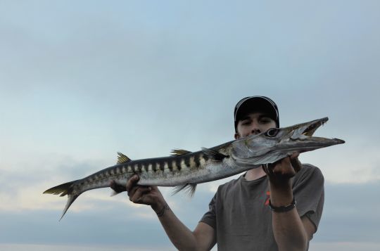 Un joli poisson au leurre de surface