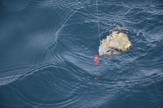 Veirade prise en pêchant à soutenir
