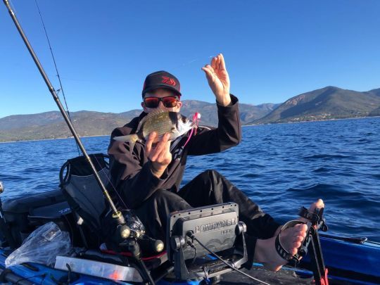 La veirade, un poisson à pêcher du bord ou à l'aide d'une embarcation
