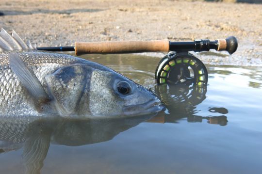 La Bretagne est une des meilleures région pour la pêche du bar à la mouche