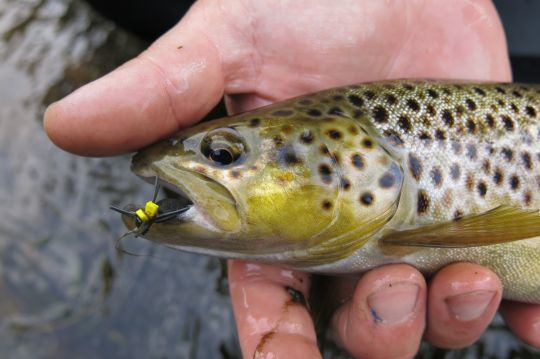 Vous aurez que l'embarras du choix pour aller taquiner la truite fario en Bretagne