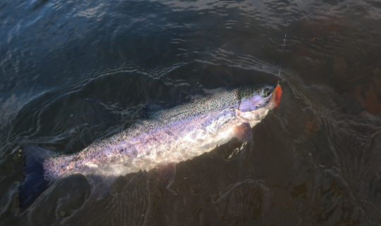 La pêche en réservoir et en lac pour la truite est également possible