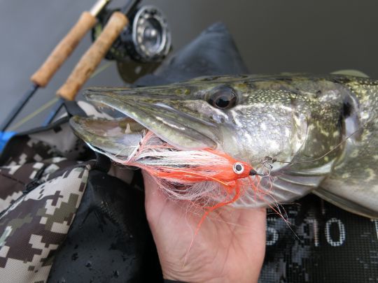 De nombreux étangs et lacs permettent de rechercher le brochet à la mouche, mais aussi sandres et perches