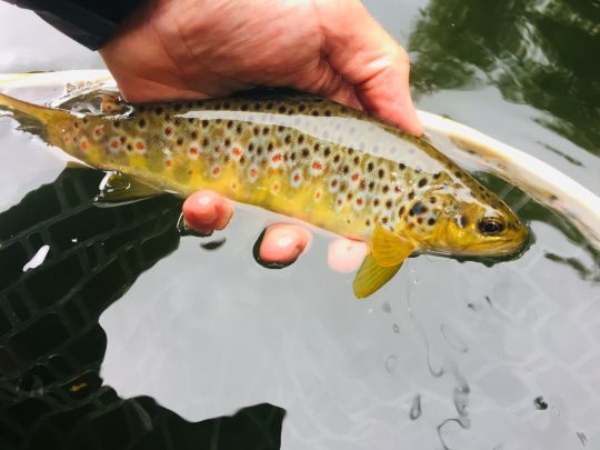 De jolies petites truites sauvages bretonnes peuplent les innombrables rivières de la région