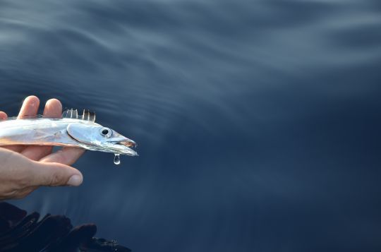 Un petit sabre avec une belle dentition !