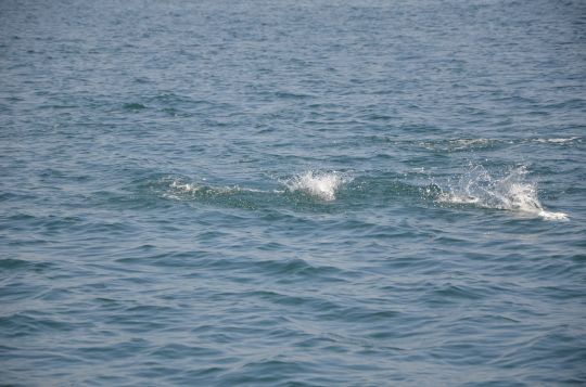 Pêcher sur chasse