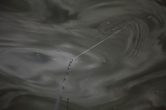 Un scion qui accepte les pêches fortes