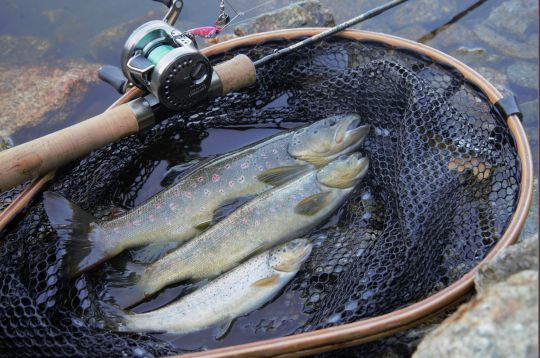 Le baitfinesse permet de pêcher rapidement et efficacement