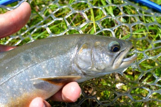 L'omble chevalier est un magnifique salmonidé