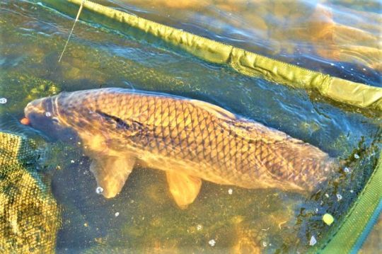Des carpes record