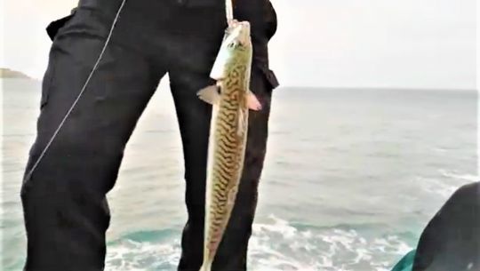 Une diversité de poissons rare