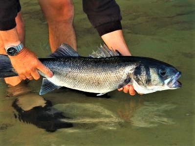 Des bars à prendre en bateau ou en surfcasting