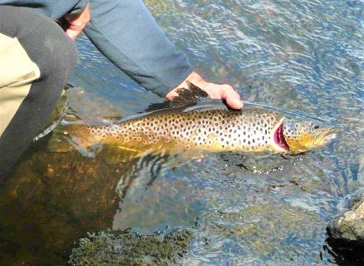 Des truites de belle taille dans les rivières