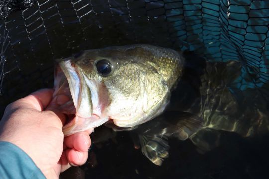 Black-bass.