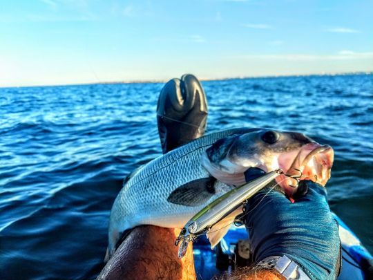 Les poissons nageurs sont redoutables