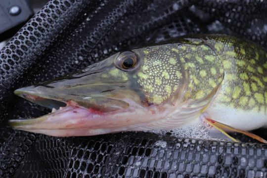 Brochet maillé.