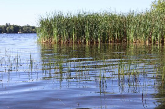 Le black-bass s'enfonce profondément dans les roselières.