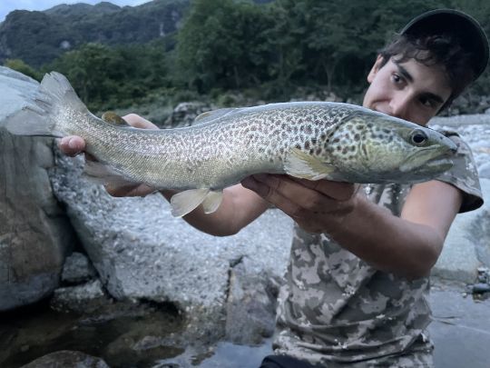 Une deuxième truite Marmorata exactement au même endroit ! 