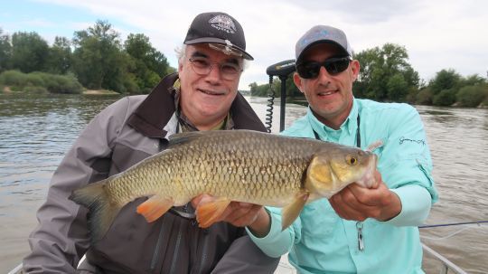 Très beau chevesne de Loire qui lui aussi succombera à un streamer