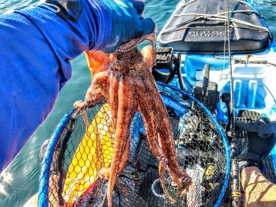 Les poulpes sont de plus en plus fréquents en Bretagne
