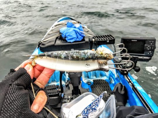 Sardine sur une planche à poulpe