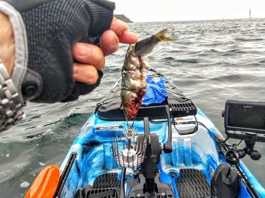 La pêche à la turlutte cage
