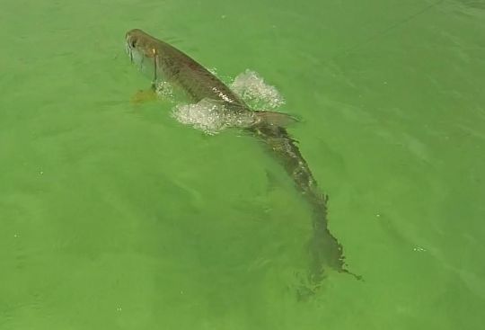 Le tarpon est 