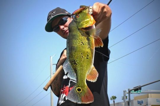 Peacock-bass de Floride, une pêche intéressante et captivante.