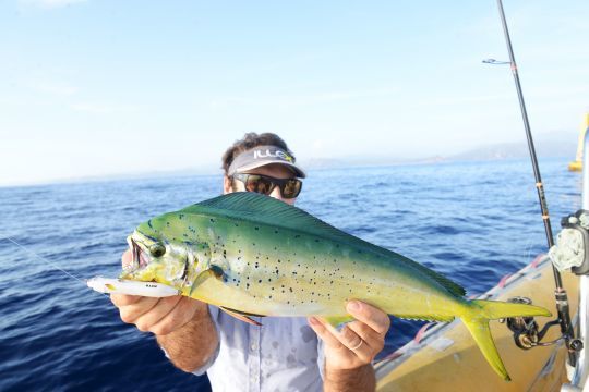 Daurade coryphène capturée au stickbait en surface (Illex Chatterbeast 90)