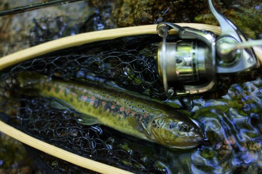 Un mini moulinet destiné à la pêche en ruisseau